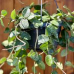 Hoya carnosa (Hoya) ´MATHILDE´ - výška 50-60 cm, kont. C1L - závesný kvetináč